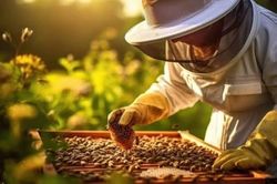 Nghề nuôi ong ở nước Mỹ mang tới thu nhập thế nào?