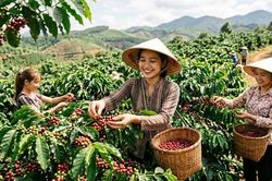 Giá cà phê hôm nay 11.10 tăng mạnh trở lại, nhiều vùng lên 93.000 đồng/kg