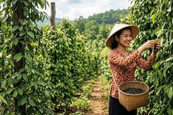 Giá hồ tiêu hôm nay 11.10.2026: Đồng loạt tăng 1.000 đồng/kg
