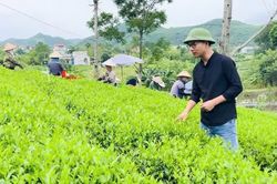 Lưu giữ ký ức cho tương lai qua những búp trà