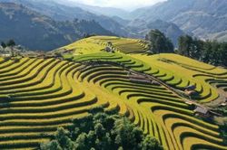 [Chùm ảnh] Mù Cang Chải rực rỡ sắc vàng mùa lúa chín
