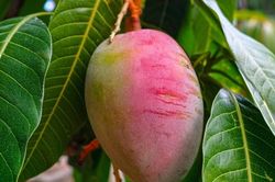 Tác dụng với huyết áp của quả xoài
