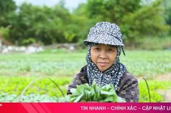 Sau mưa, thủ phủ cây rau giống rộn ràng vào vụ mới