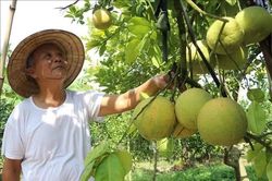 Nâng chất lượng thương hiệu OCOP bưởi đào Lập Lễ
