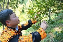 Kỳ vọng đưa chanh rừng Mẫu Sơn thành cây trồng kinh tế chủ lực