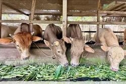 Chăn nuôi tuần hoàn tăng giá trị nhờ chế biến sâu