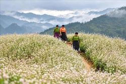 Sắc hoa tam giác mạch dưới chân Cột cờ Tổ quốc