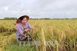 Nâng giá trị lúa gạo từ vùng nguyên liệu đến thị trường