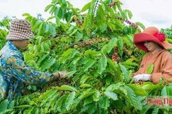 Lễ hội Cà phê Buôn Ma Thuột 2027: Kỳ vọng đón 1,3 triệu lượt khách