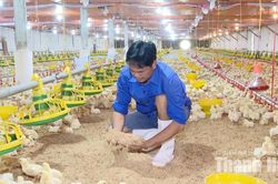 Chuyển đổi cơ cấu vật nuôi phù hợp với vùng khí hậu