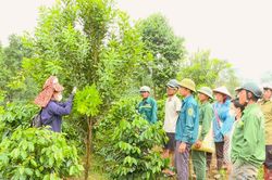 Nâng cao hiệu quả sản xuất chương trình mục tiêu quốc gia