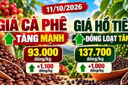 Giá cà phê, hồ tiêu hôm nay 11/10: Hai mặt hàng cùng bật tăng