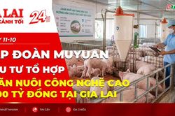 Toàn cảnh Gia Lai 24h: Tập đoàn Muyuan đầu tư tổ hợp chăn nuôi công nghệ cao 3.100 tỷ đồng tại Gia Lai