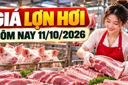 Giá lợn hơi hôm nay 11/10: Nhiều địa phương ở mức 53.000 - 54.000 đồng/kg