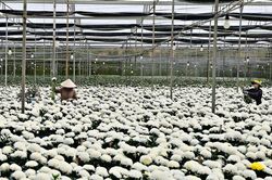 Sức hút từ hoa…