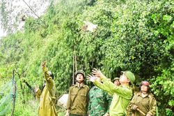 Nỗ lực bảo vệ động vật hoang dã, đàn chim di cư