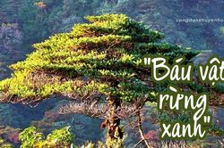 'Báu vật rừng xanh' - Hồi sinh cây Hoàng đàn và Vân sam núi Hoàng Liên