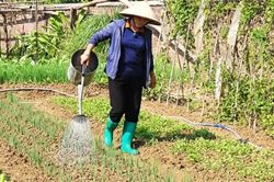 Tập trung sản xuất vụ Đông, khai thác hiệu quả diện tích đất nông nghiệp