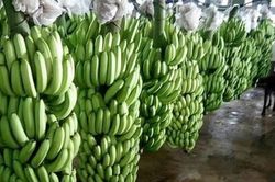 Tăng cường kiểm soát an toàn thực phẩm đối với chuối tươi xuất khẩu sang Trung Quốc