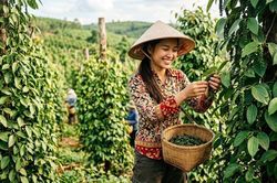 Giá hồ tiêu hôm nay 12.10: Thị trường đứng giá sau phiên tăng