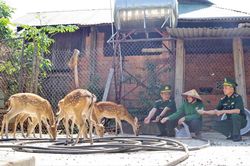Đảng viên quân hàm xanh giúp dân thoát nghèo