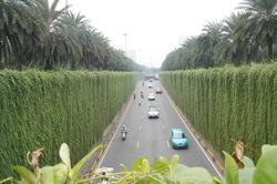 Hà Nội phủ xanh các công trình giao thông