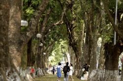 Mỗi tuyến phố Hà Nội sẽ có một loài cây chủ đạo