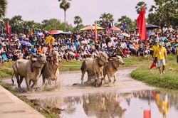 Bình Điền và 5 năm nối dài sức sống di sản Đua bò Bảy Núi