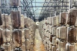 Nấm sò nâu Nghĩa Minh: Từ phụ phẩm nông nghiệp đến sản phẩm OCOP 4 sao