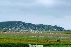 Cò trắng kéo về từng đàn trên cánh đồng Nghệ An