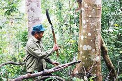 Lão nông 33 năm giữ rừng lim cổ