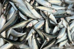 Loại cá giàu omega-3 như cá hồi, giá chỉ vài chục nghìn đồng/kg