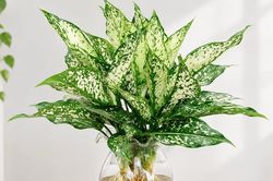 Cách trồng cây ngọc ngân thủy sinh tại nhà đơn giản, dễ chăm