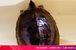 Người dân giao nộp rùa cổ sọc quý hiếm cho cơ quan chức năng