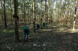 Gia Lai: Thúc đẩy chuyển đổi hơn 10.000 ha cao su chết, kém phát triển
