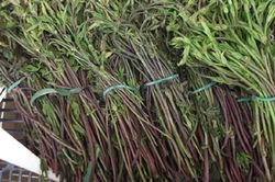 Loại rau dại xưa không ai ngó, nay thành đặc sản đắt đỏ bậc nhất thế giới, 39 triệu đồng/kg