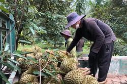 Thái Lan tính thu phí xuất khẩu sầu riêng, Việt Nam có cơ hội tăng thị phần tại Trung Quốc?