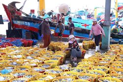Nhịp sống ở bến Cảng Cà Ná