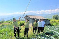 Thu hồi, tiêu hủy lưới tàng hình bẫy chim hoang dã