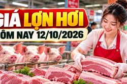 Giá lợn hơi hôm nay 12/10/2026: Nghệ An, Hà Tĩnh thấp nhất cả nước