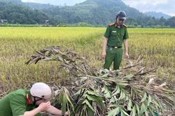 Hợp Thành tháo dỡ nhiều điểm bẫy chim hoang dã, giải cứu hơn 10 cá thể
