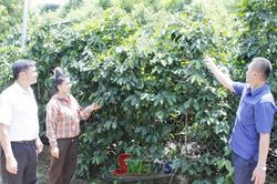 Chiềng Cơi nâng cao giá trị cây cà phê