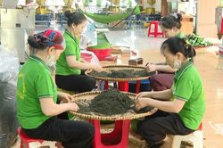 Đưa văn hóa trà trở thành sản phẩm du lịch