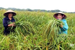 Mùa thu hương cốm mới