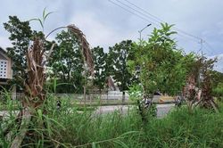 Sớm khắc phục tình trạng nhếch nhác đường Phạm Văn Đồng