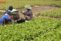 Nhân rộng sinh kế bền vững, câu chuyện từ mô hình HTX ở Sơn Qui