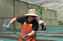 Nâng giá trị cà phê Việt: Công nghệ và bảo hiểm cùng gỡ điểm nghẽn