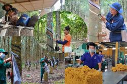 Khát nguồn cung, thị trường cao su đón sóng lớn
