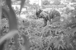 Nigeria: Nhiều sai phạm tài chính tại Tổng Công ty Bảo hiểm Nông nghiệp Quốc gia