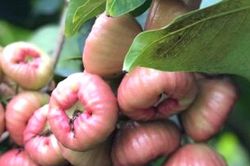 Thứ quả có những đường gân nổi kỳ lạ, quả to gần bằng bàn tay, xưa quen thuộc ở miền Tây nay được rao bán 50.000 đồng/kg
